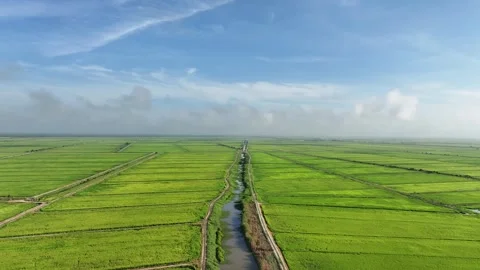Forward Drone Flight Over Rice Fields With Farm Roads and Irrigation Canal Stock Footage 328394453