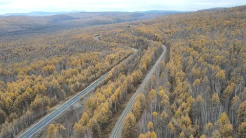 Forward Drone Flight Through Golden Forest Canopy Greater Khingan Mountains Video stock 330252129