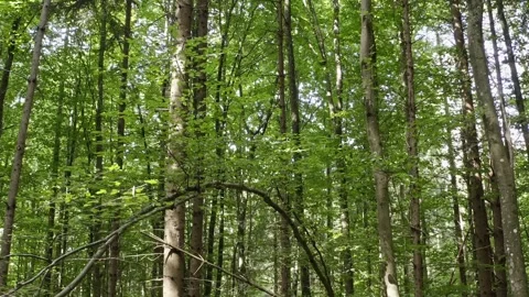 Forward Drone Flight Through Lush Green Beech Forest – Spring 4K Stock-Footage 321180786