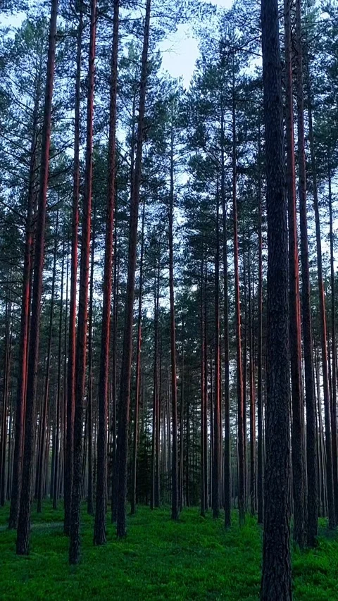 Forward drone motion through tall tree forest with green grass carpet, vertical Stock-Footage 283342414