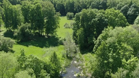 Forward drone movement descending toward forest meadow Stock-Footage 331874005
