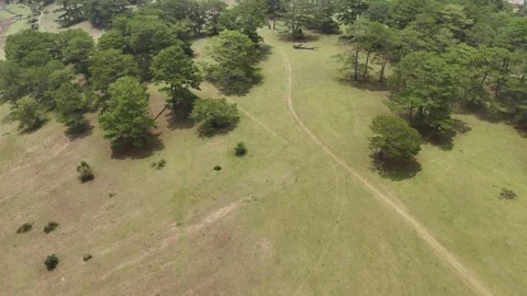 Forward Drone Push In From Open Meadow to Dense Pine Forest 스톡 동영상 337013092