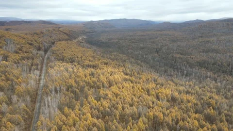 Forward Drone Push Over Golden Larch Forest in Greater Khingan Mountains China Stock Footage 330252101