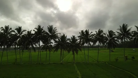 Forward drone shot over road with a palm trees in green rice padi of Bali Stock Footage 261672645