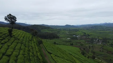 Forward Drone Shot Over Tea Fields Hillside and Valley in Indonesia Stockbeeldmateriaal 331288179