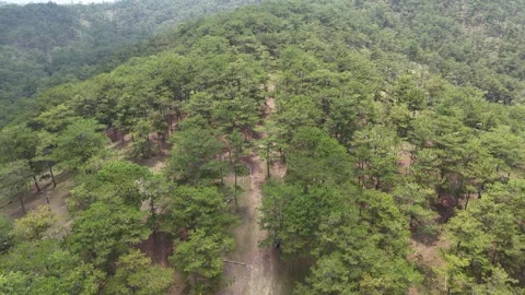 Forward Drone Tracking Along Hidden Dirt Path in Sparse Pine Forest 스톡 동영상 337013110