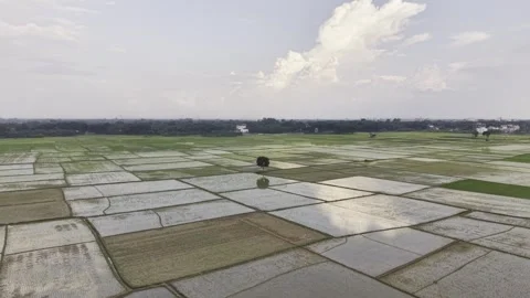 Forward Drone View of Newly Planted Rice Fields in Rural Bangladesh Landscape Stock-Footage 345712296