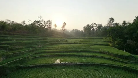 Forward Drone View Over Green Terraced Rice Fields During A Beautiful Misty  Vídeo Stock 346738250