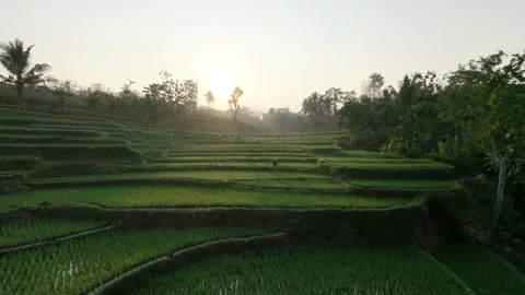 Forward Drone View Over Green Terraced Rice Fields During A Beautiful Misty  Video stock 346738271