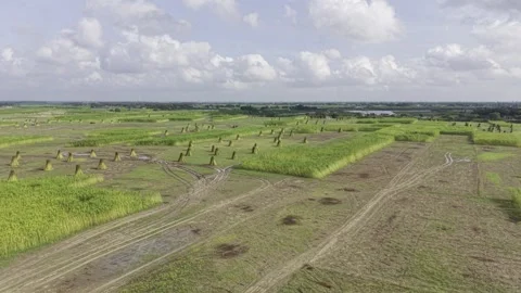 Forward Drone View Over Jute Fields with Bundles and River in Bangladesh Stock-Footage 345965704