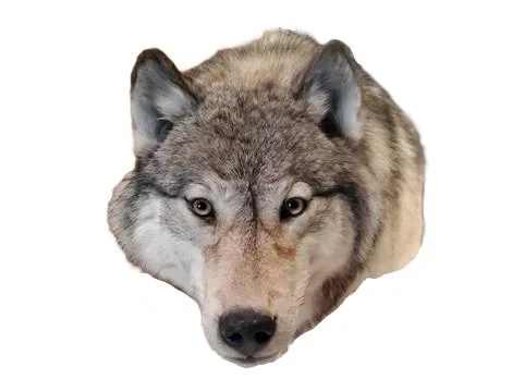 Forward-facing gray wolf with thick multicolored fur and alert light eyes a.. Stock-Illustration