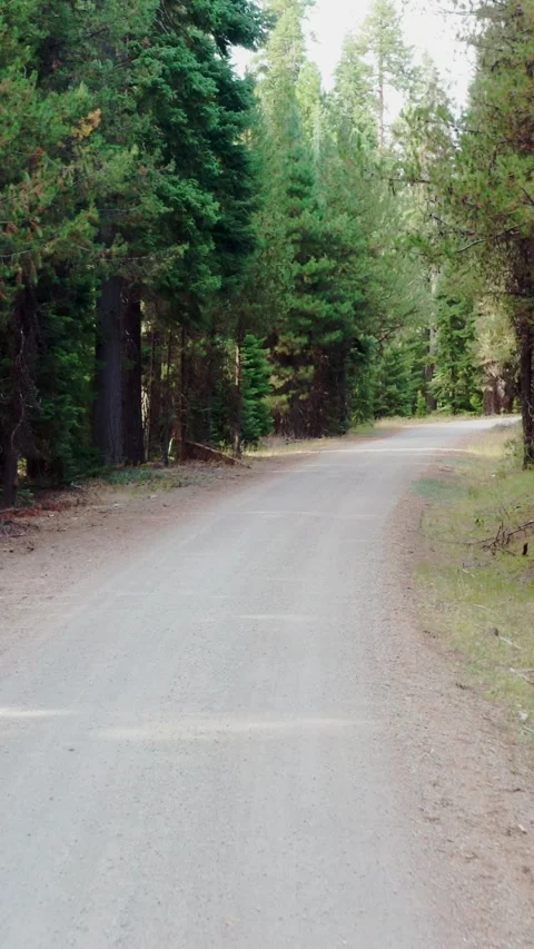 Forward Flight Down Forest Road Tree Tunnel Stock Footage 345329335