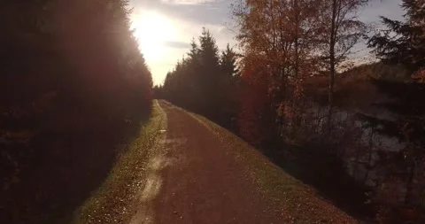 Forward Flight Down Gravel Forest Track, Autumn Trees And Backlit Sun, Low Angle Видео 340361525