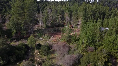 Forward flight entering a dense pine forest past a cleared patch with felled 스톡 동영상 347885118