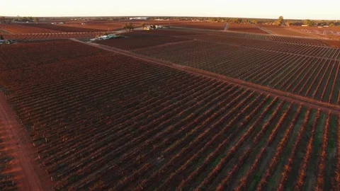Forward flight low above vineyard at sunset. Riverland, South Australia Stock Footage 93306242