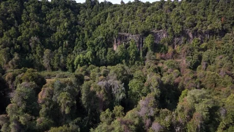 Forward flight over a dense native forest canopy toward a rocky cliff face Vídeos de archivo 347885040