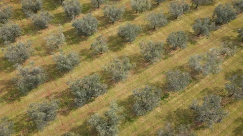 Forward Flight Over Traditional Olive Grove Video stock 331715123