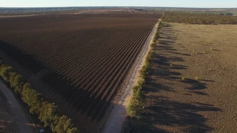 Forward flight over vineyard low above rows of vines in South Australia Stock Footage 93319064