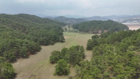 Forward Fly Through of Dirt Path Centered Between Pine Forests 스톡 동영상 337013114