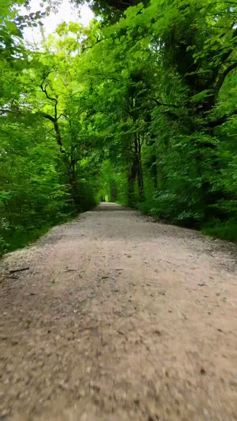 Forward in the forest Stockbeeldmateriaal 319361240