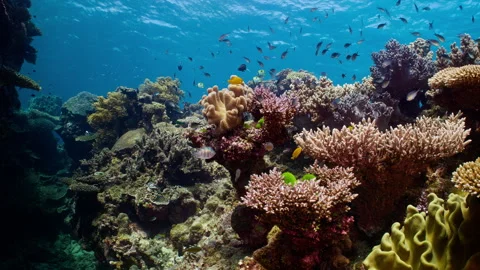 Forward glide through vibrant waters of the Great Barrier Reef Stock Footage 255798506