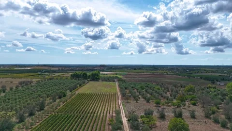 A forward hyperlapse over lush, geometric agricultural rows 스톡 동영상 332850520