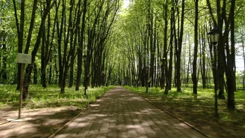 Forward low drone shot through tree alley Stock Footage 331740313