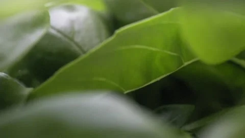 Forward Macro Dolly Shot through Basil Leaves - 4K Slow Motion Footage Stock Footage 336331325