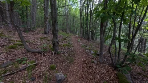 Forward motion along a narrow forest path covered with dry leaves, surrounded by Stock Footage 319002692