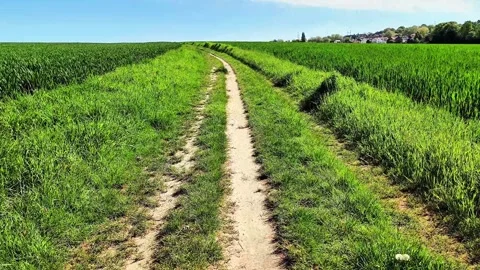 Forward Motion on Farm Road Between Agricultural Grain Fields Stock Footage 334737091