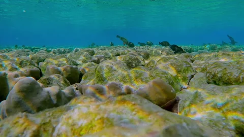 Forward motion over beautiful flat-top on shallow coral reef with bite marks Vídeo Stock 327623777