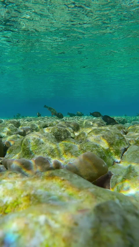 Forward motion over beautiful flat-top on shallow coral reef with bite marks Vídeo Stock 345682324