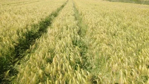 Forward motion shot of golden wheat field tractor tracks Stock Footage 198416634