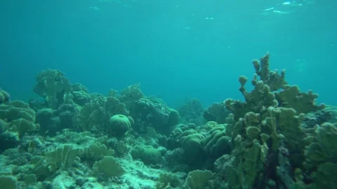 Forward motion through the coral underwater Stock Footage 75248249