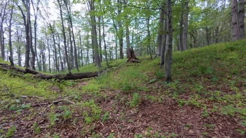 Forward motion through a green forest with moss-covered trees and fallen logs Stock Footage 318987191