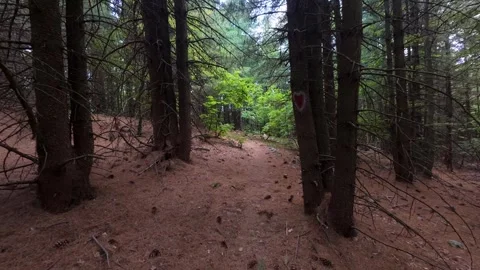 Forward motion through a pine forest with brown needles covering the ground and Stock Footage 319002394