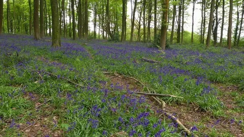 Forward motion through stunning forest woodland and bluebells, shot on drone. Stock Footage 108396669