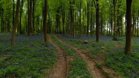 Forward motion through stunning forest and bluebells, shot on drone Stock Footage 108396691