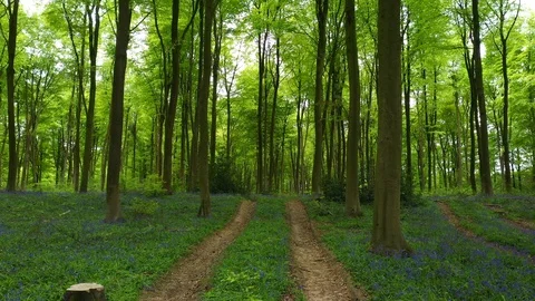 Forward motion through stunning forest woodland and bluebells, shot on drone. Stock Footage 108396724