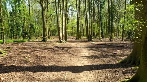 Forward motion through trees of stunning forest woodlands, shot on drone. Stock Footage 108400427