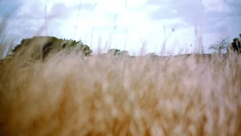 Forward motion through wheat with windy weather Stock Footage 74023844