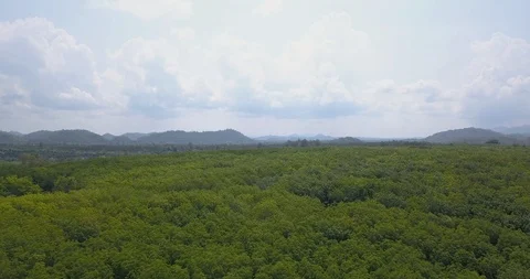 Forward motion view over treetop canopy with cloudy sky &amp; distant mountains Stock Footage 106700886