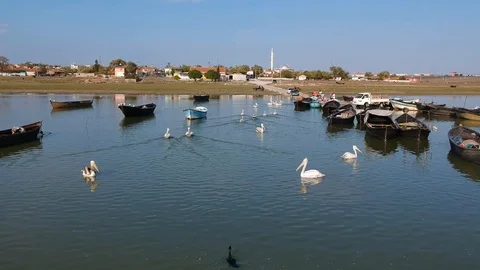 Forward move over pelicans on a lake with fishing boats Stock Footage 119662402