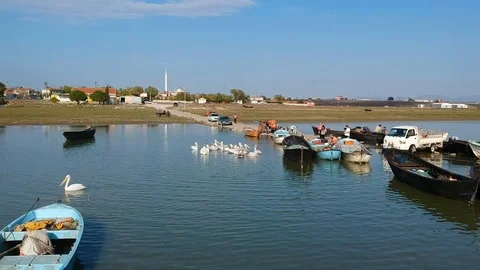 Forward move over a tractor and fishing boats on a lake with pelicans Stock Footage 119662537