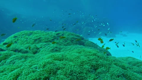 Forward movement above giant colony of Flowerpot corals on coral garden, Stockbeeldmateriaal 338262117