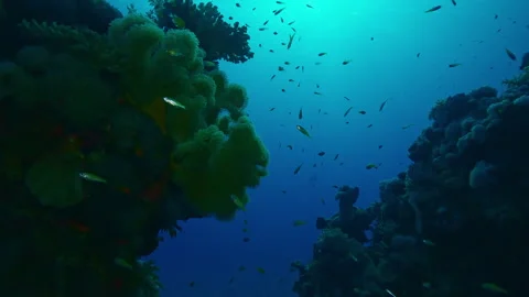 Forward movement approaching break in coral reef with colorful tropical fish Vídeo Stock 330615175