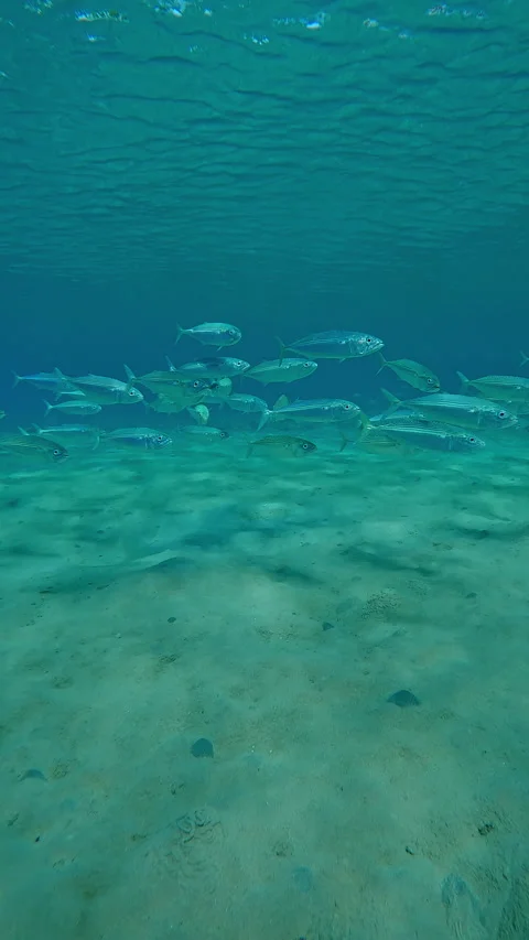 Forward movement approaching a school of mackerels swims above sandy seabed Video stock 344978590
