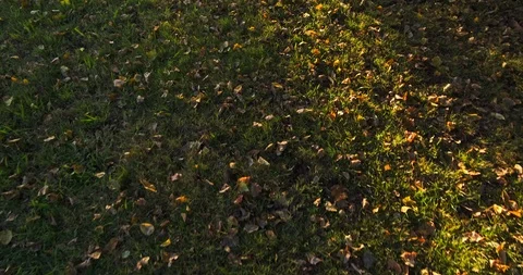 Forward movement on grass covered with leaves in autumn, looking at ground Stock Footage 117565515