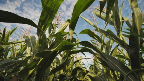 Forward movement inside the corn field w... | Stock Video | Pond5