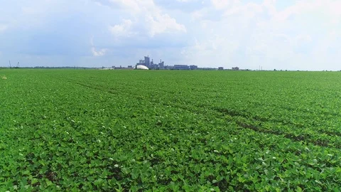 Forward movement, soybean bloom fields close to modern factory. 4K. Video stock 115442824